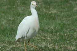 Cattle Egret.jpg